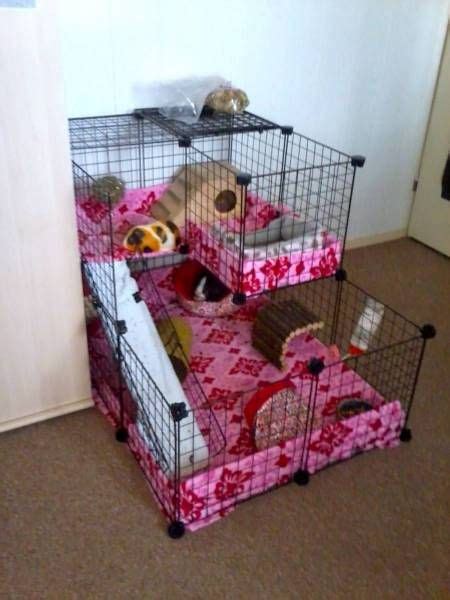 Amazing Guinea Pig Cages | Guinea Pig Hub