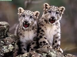 Snow Leopards - AMAZING ADAPTATIONS