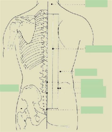 Extra Points Back Diagram Diagram Quizlet