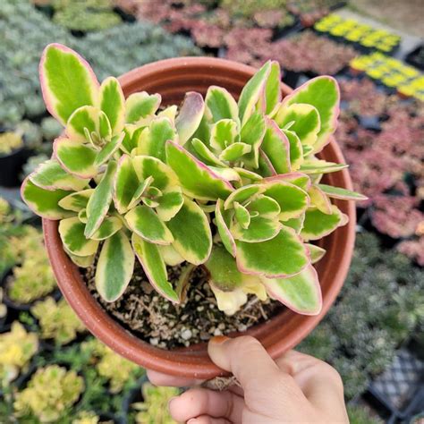 Kalanchoe Fedtschenkoi Aurora Borealis Succulents Hardy Plants