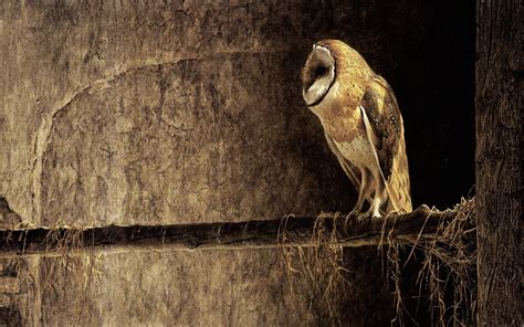 🔥 [50+] Barn Owl Wallpapers | WallpaperSafari