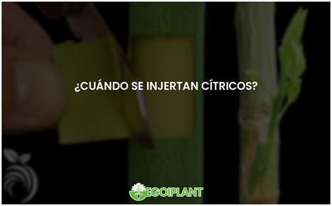 La Gu A Completa Sobre El Injerto De C Tricos Egoiplant