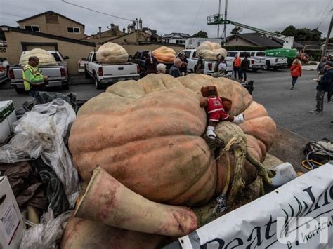 Photo World Championship Pumpkin Weigh Off In Half Moon Bay