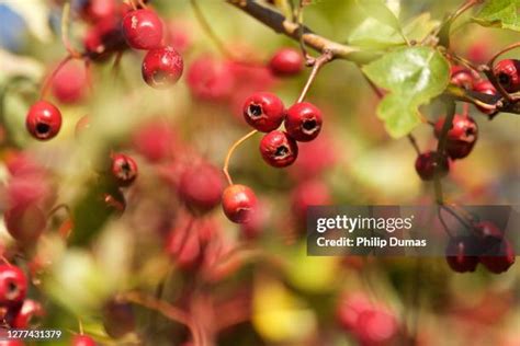 348 White Hawthorn Tree Stock Photos, High-Res Pictures, and Images ...