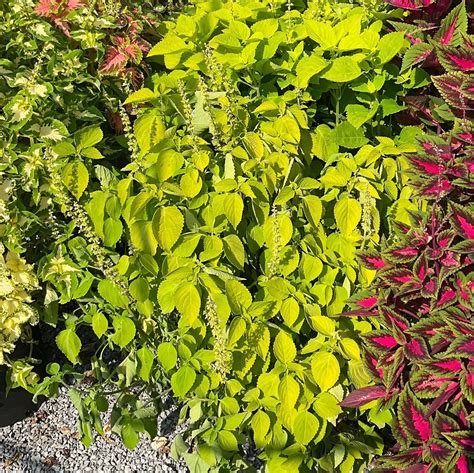 Main Street Chartres Street™ Coleus Solenostemon Scutellarioides