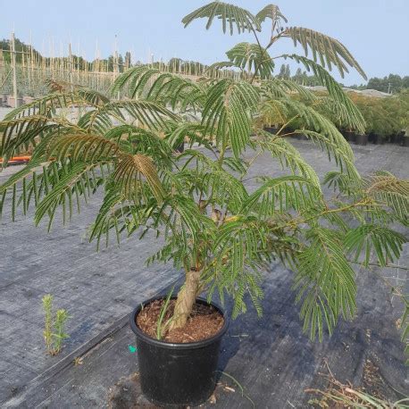 Arbre Soie Albizia Julibrissin Ombrella Pot De L