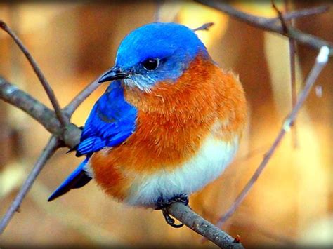 Eastern Bluebird | Colorful birds, Blue bird, Pretty birds