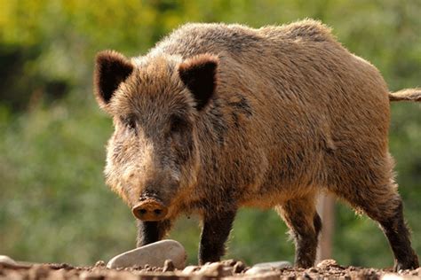 Farmers Go The Whole Hog With New Technology To Catch Feral Pigs See