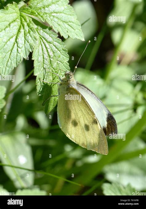 The Large White Cabbage Butterfly Pieris Brassicae Sitting In A Green