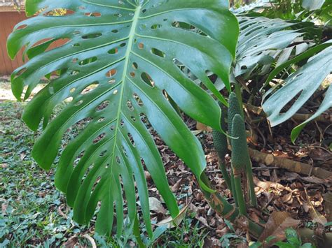 Costela de Adão Como cultivar Dicas Casa Artesanato