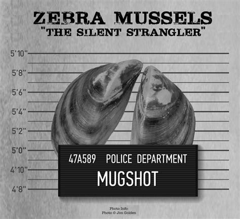 Invasive Species: Zebra Mussels | Great Lakes Echo