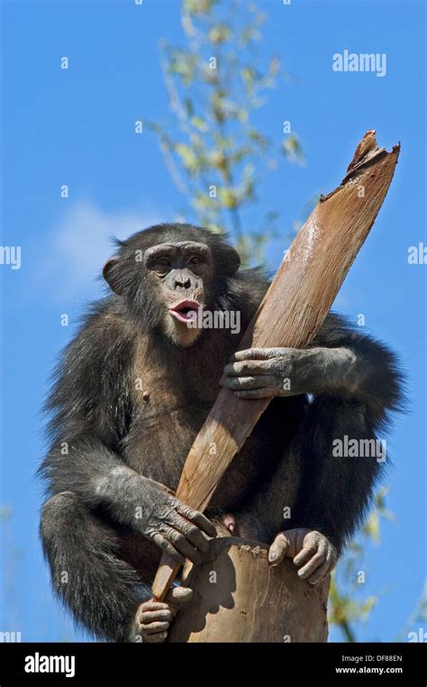 Chimpanzee on a trunk tree. Fuengirola zoo. Malaga. Costa del Sol. Andalucia. Spain Stock Photo ...