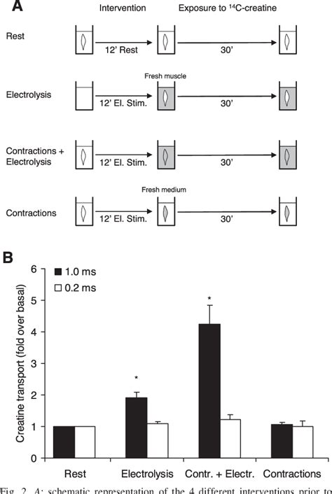 Figure 1 From Electrolysis Stimulates Creatine Transport And Transporter Cell Surface Expression