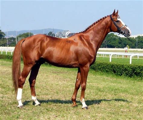 26 Best Horse Breeds Of The World