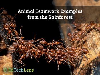 Animal Teamwork Examples from the Rainforest Distance Learning PDF