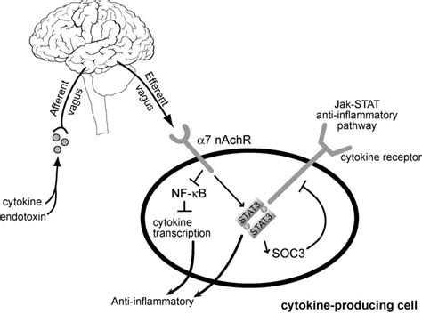 The Inflammatory Reflex Vagus Nerve Stimulation Results In The Release