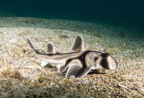 Baby Port Jackson Shark Heterodontus Portusjacksoni Mar Flickr