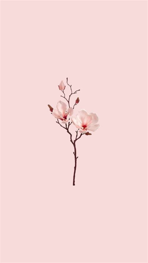 Sakura Flower Wallpaper Aesthetic Parketis