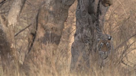 A young indian tiger in its natural habitat Premium Stock Video Footage