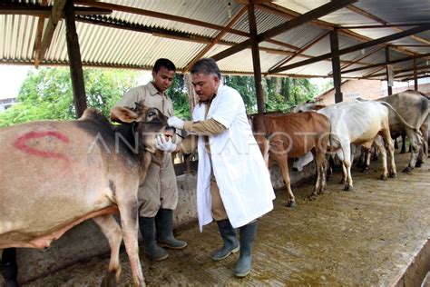 Cek Kesehatan Hewan Kurban Antara Foto