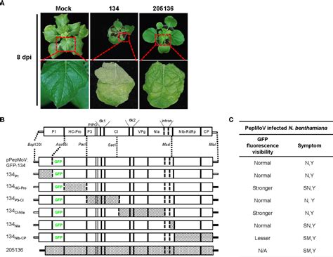 Frontiers Identification Of Viral Genes Involved In Pepper Mottle Virus Replication And