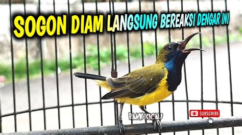 SEKALI PUTAR SOGON LANGSUNG NYAUT YouTube