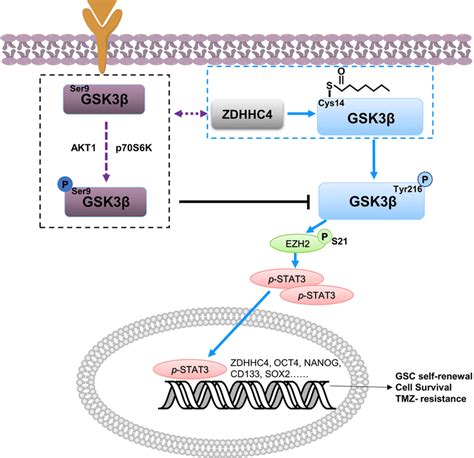 Schematic Showing That Zdhhc4 Mediated Gsk3β Palmitoylation Promotes