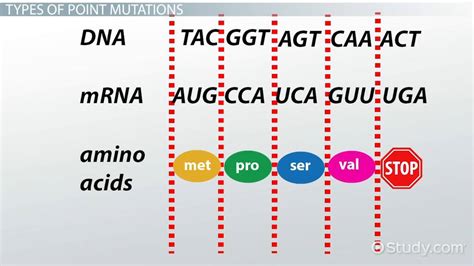 Point Mutations Types Processes And Effects Lesson