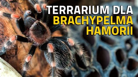 Nowe terrarium dla Brachypelma Hamorii jak zrobić tło terrarium