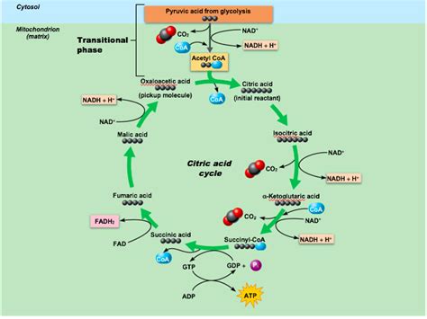 Metabolism Diagram | Quizlet