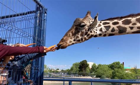 Personal De Africam Safari Revisa Estado De Salud De Jirafa Benito Para