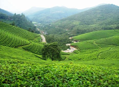 Kolukkumalai Tea Estate Munnar, Kerala