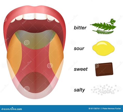 Bitter Sour Sweet Salty Tongue Taste Map Illustration 81158761 Megapixl