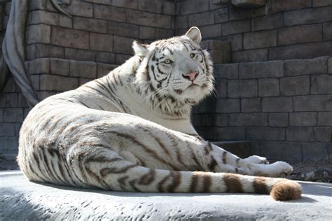 東武動物公園（動物園）｜tokyoおでかけガイド