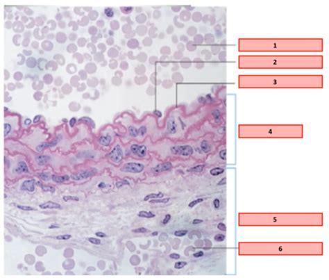 Histología CARDIO Flashcards Quizlet