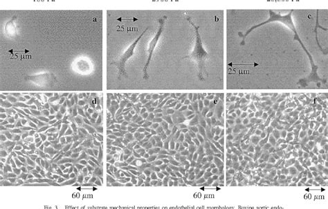 Figure 3 from Effects of substrate stiffness on cell morphology ...