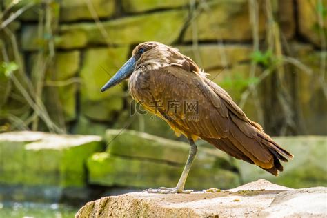 特写镜头中的 hamerkop 鸟来自马达加斯加的热带涉水鸟异国情调的动物物种高清摄影大图 千库网