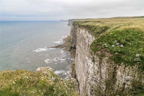 Bempton Cliffs walk - Bempton RSPB - puffin - East Yorkshire walks