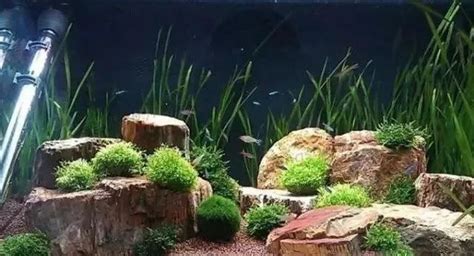 Precautions for Aquarium Landscaping - Aqua Global