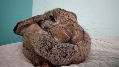 Jlo the squishy buns withe her lovely dewlap : r/Rabbits
