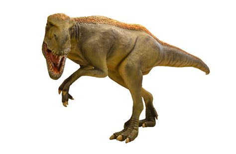 Categoryeuropean Tyrannosaurs T Rex Wiki Fandom Powered By Wikia