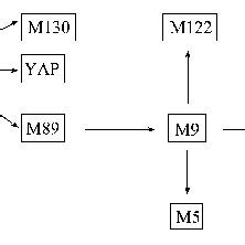 Systematic evolution of some Y-SNPs. | Download Scientific Diagram