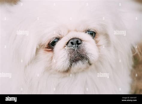 close  portrait  young white pekingese pekinese  pekingese