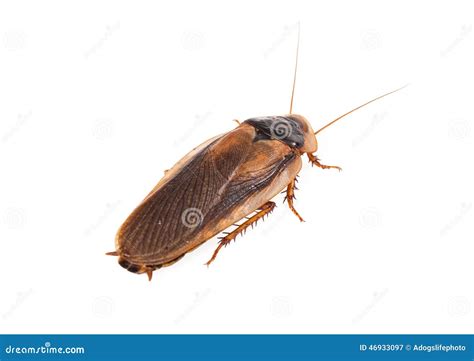 Large Flying Cockroach Stock Photo - Image: 46933097