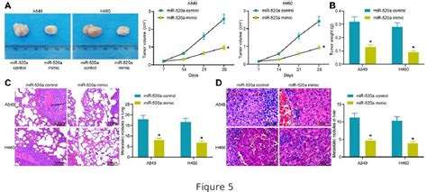 PDF MicroRNA 520a Discourages Lung Cancer Pathogenesis And