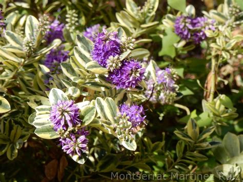 HEBE SPECIOSA o VERÓNICA BOTÀNIC SERRAT