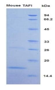 Thrombin Activatable Fibrinolysis Inhibitor Tafi Recombinant Protein