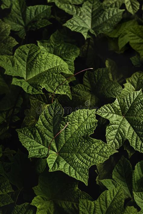 Folhas Verdes Em Folhas Escuras E Tropicais Florestas Imagem De Stock