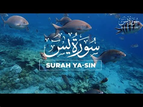 Best Surah Yaseen Yasin سورۃ یس Beautiful Voice Heart Touching