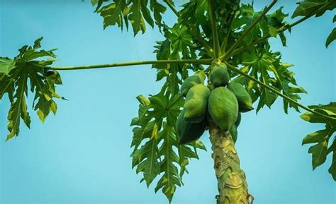 Manfaat Daun Pepaya Yang Jarang Diketahui